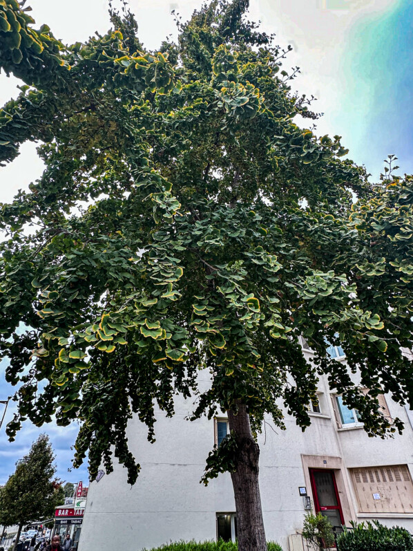 Ginkgo biloba et ses fruits nauséabonds, Le Bourget (93)