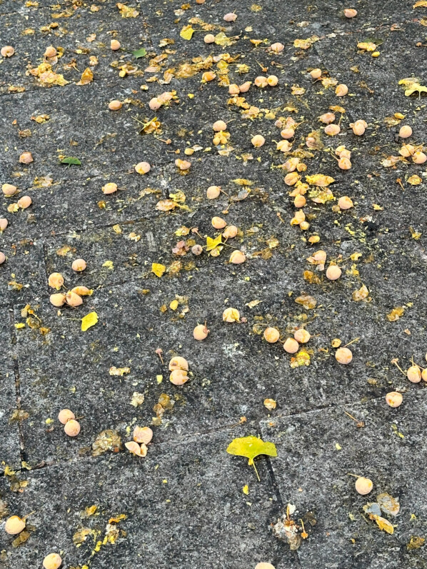 Ginkgo biloba et ses fruits nauséabonds, Le Bourget (93)