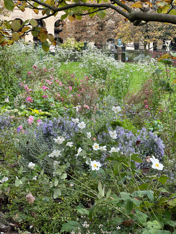 En automne dans les jardins du Palais Royal, Paris 1er (75)