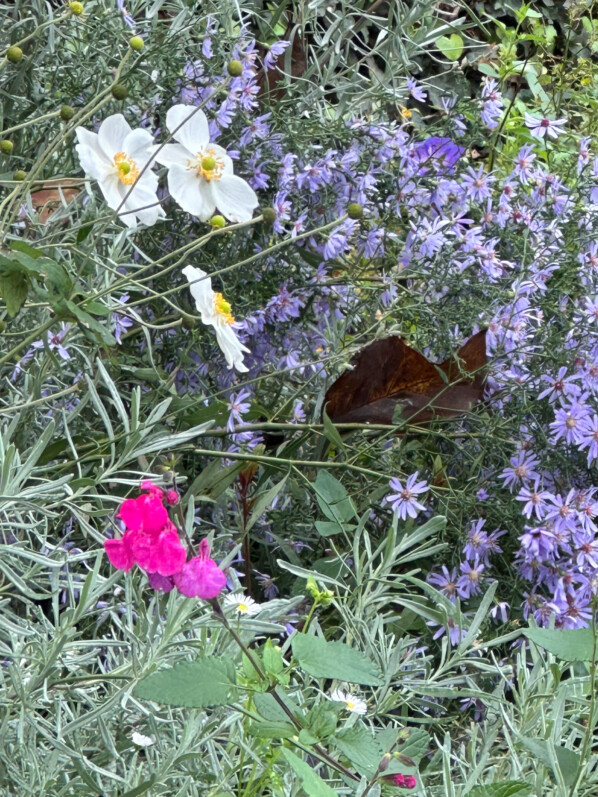 En automne dans les jardins du Palais Royal, Paris 1er (75)