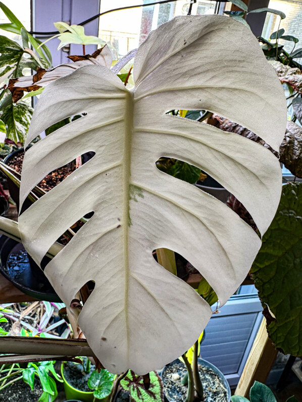 Lire la suite à propos de l’article Nouvelle feuille entièrement blanche sur mon Monstera
