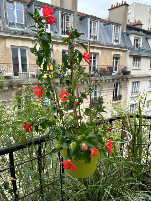 Pavonia 'Flamboyant' en automne sur mon balcon, Paris 19e (75)