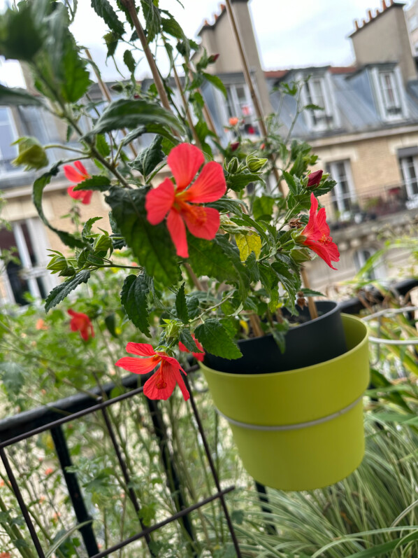 Pavonia 'Flamboyant' en automne sur mon balcon, Paris 19e (75)