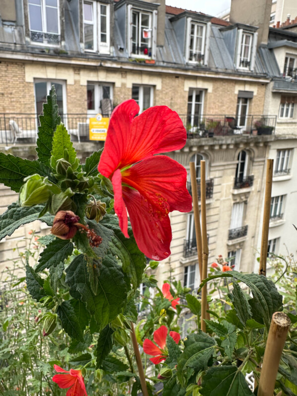 Pavonia 'Flamboyant' en automne sur mon balcon, Paris 19e (75)