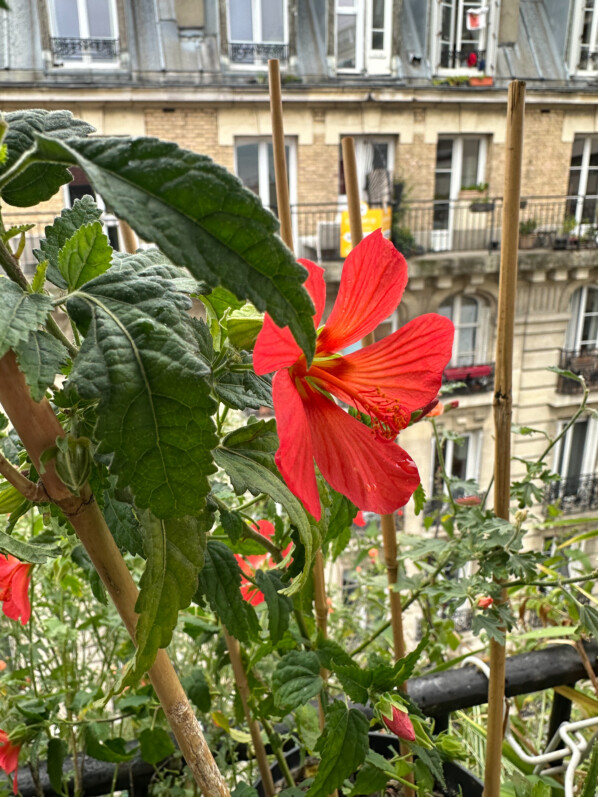 Lire la suite à propos de l’article Pavonia ‘Flamboyant’ toujours très fleuri à la mi octobre