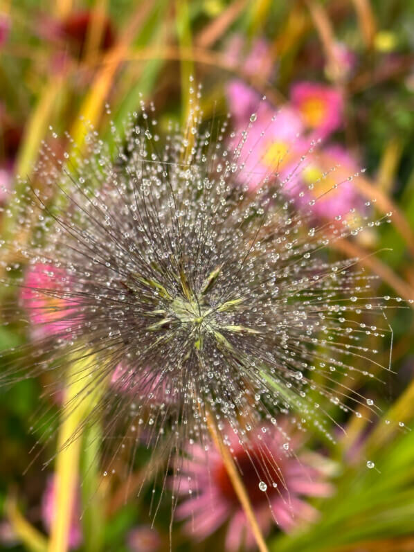 Lire la suite à propos de l’article Épis de Pennisetum ‘Black Beauty’ après la pluie