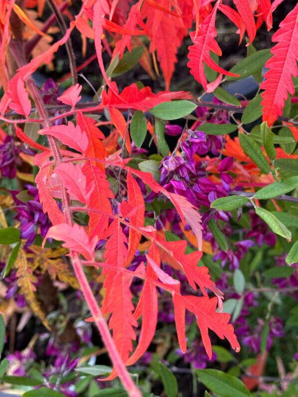 Rhus typhina Tiger Eyes, couleurs d'automne, Journées des Plantes, château de Chantilly, Chantilly (60)