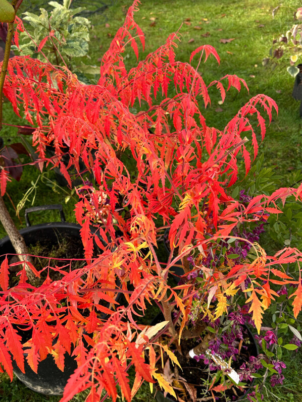 Rhus typhina Tiger Eyes, couleurs d'automne, Journées des Plantes, château de Chantilly, Chantilly (60)
