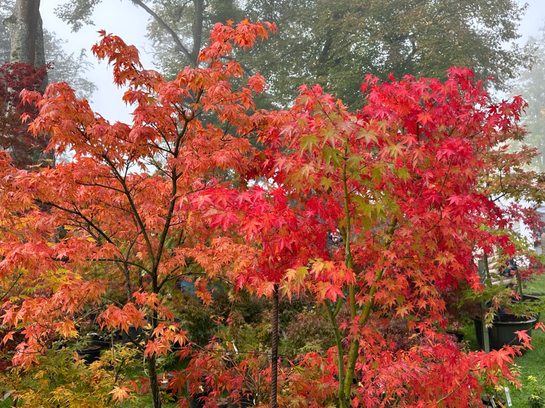 Érable du Japon, Acer palmatum 'Beni Chichi Henge', Journées des Plantes, château de Chantilly, Chantilly (60)