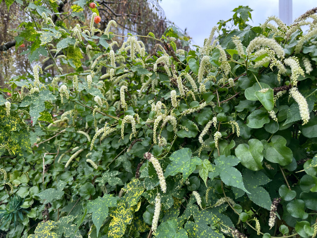 Floraison d'Anredera cordifolia en automne, Paris 15e (75)