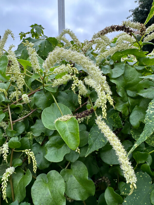 Lire la suite à propos de l’article Liane de Madère (Anredera cordifolia) en fleur dans Paris
