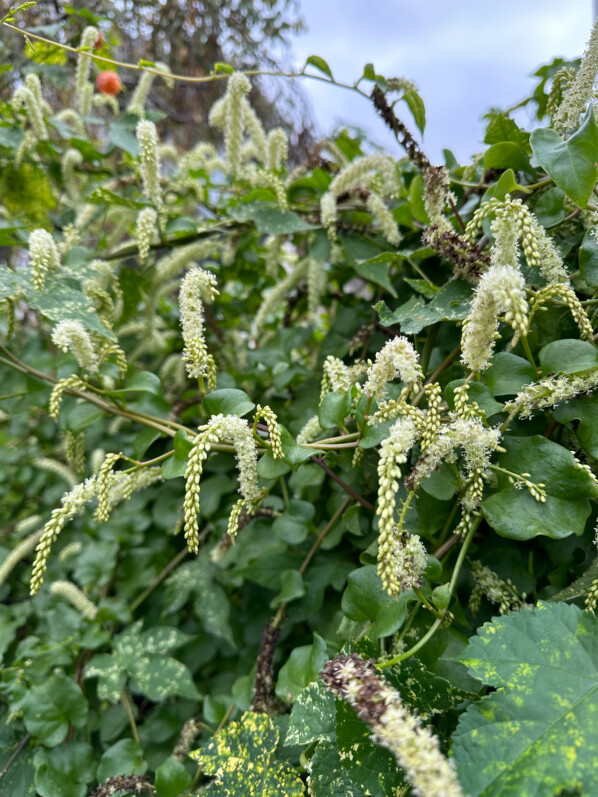 Floraison d'Anredera cordifolia en automne, Paris 15e (75)