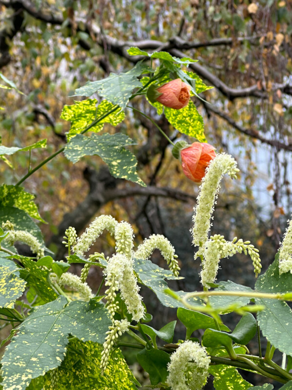 Floraison d'Anredera cordifolia en automne, Paris 15e (75)