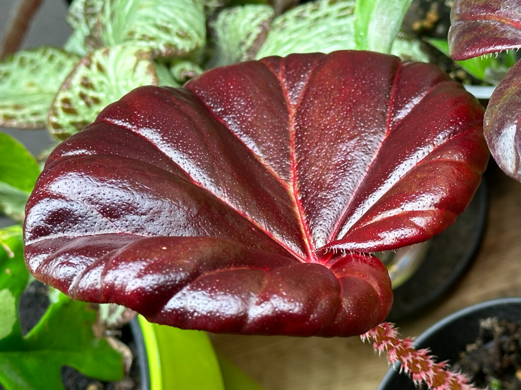 Begonia 'Red Fred', feuille, plante d'intérieur, Paris 19e (75)