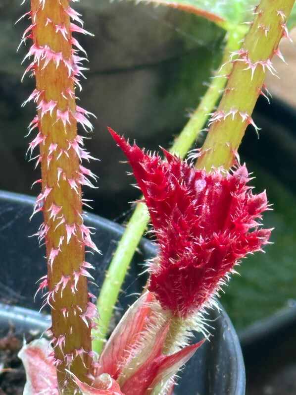 Begonia 'Red Fred', Bégoniacées, feuille et tige poilues, plante d'intérieur, Paris 19e (75)