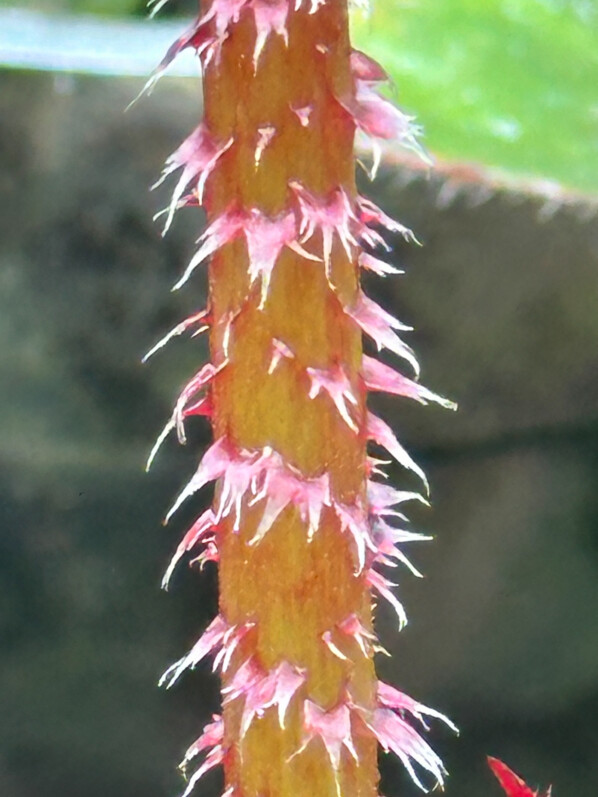 Begonia 'Red Fred', Bégoniacées, tige poilue, plante d'intérieur, Paris 19e (75)