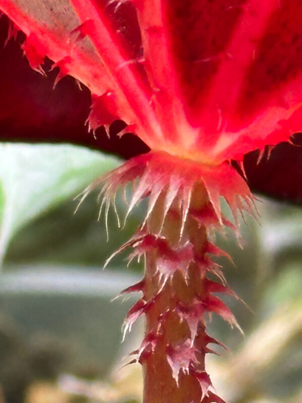 Begonia 'Red Fred', Bégoniacées, pétiole poilu, plante d'intérieur, Paris 19e (75)