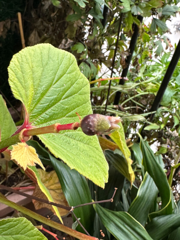 Bulbille, Begonia 'Torsa' en automne sur mon balcon parisien, Paris 19e (75)