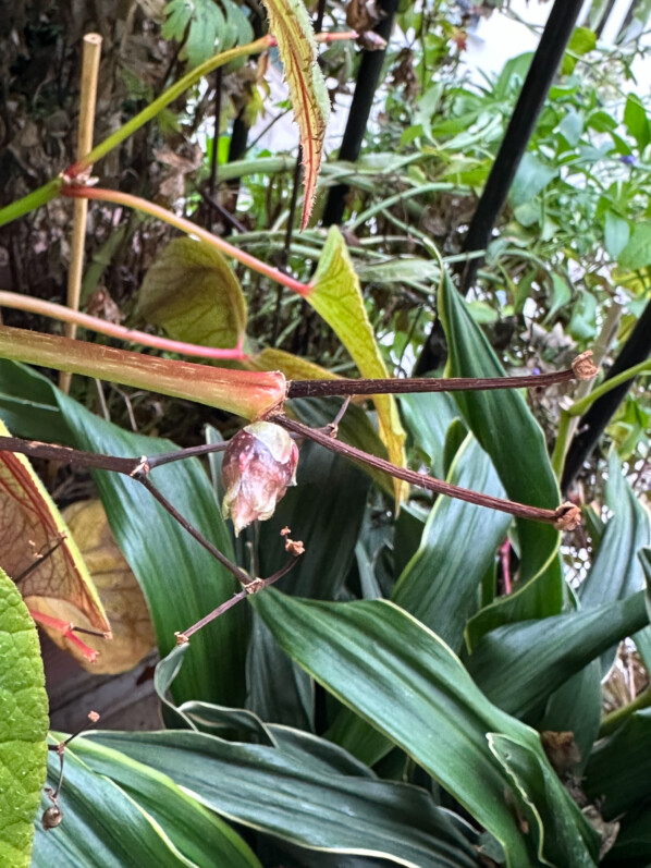 Bulbille, Begonia 'Torsa' en automne sur mon balcon parisien, Paris 19e (75)