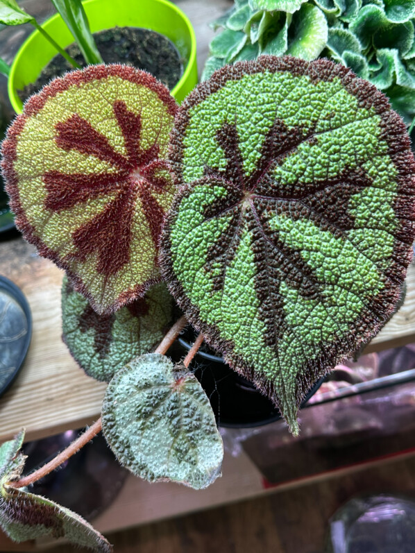 Lire la suite à propos de l’article Begonia masoniana ‘Rock’