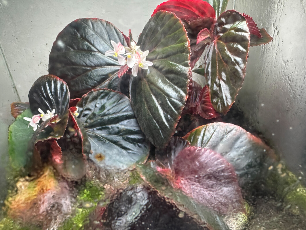 Begonia sp. Black Metallic, Bégoniacées, plante d'intérieur, terrarium, Paris 19e (75)