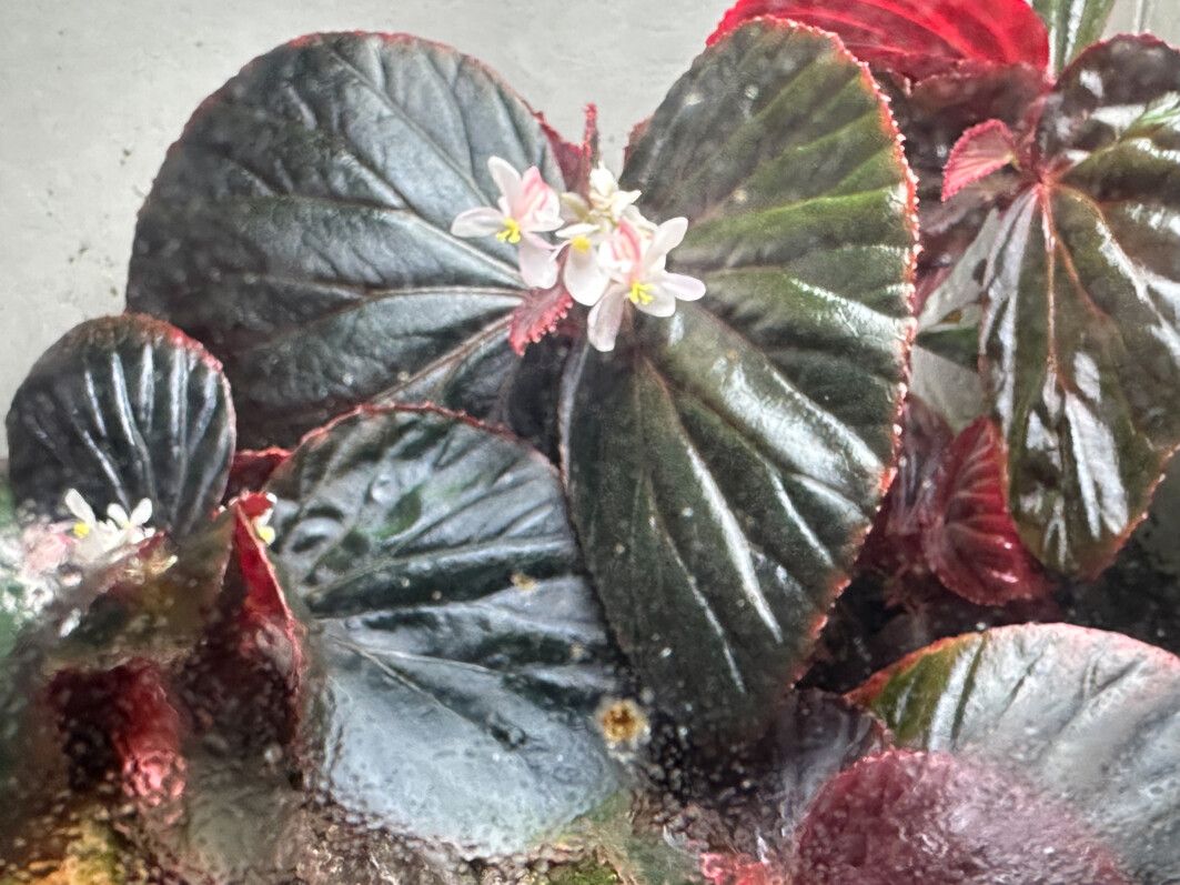 Begonia sp. Black Metallic, Bégoniacées, plante d'intérieur, terrarium, Paris 19e (75)