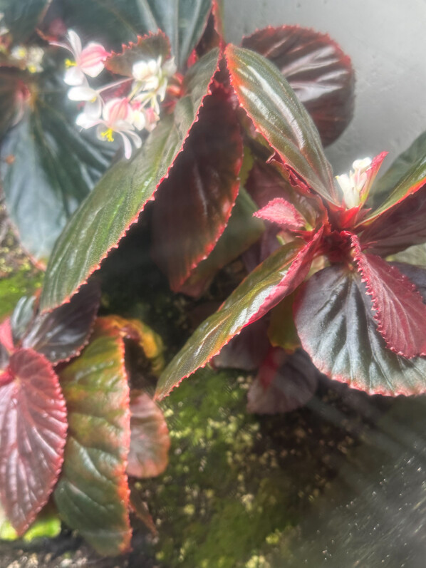 Begonia sp. Black Metallic, Bégoniacées, plante d'intérieur, terrarium, Paris 19e (75)
