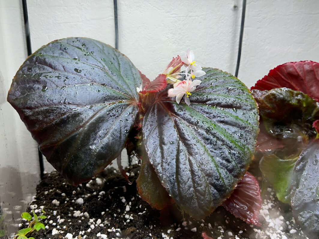 Lire la suite à propos de l’article Mes beaux Begonia sp. Black Metallic