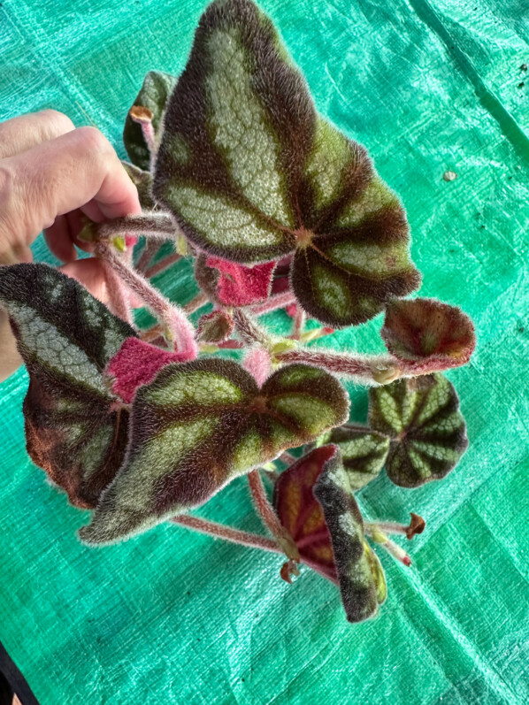 Begonia sp. Ngoc Lac, plante d'intérieur, boutures, Paris 19e (75)