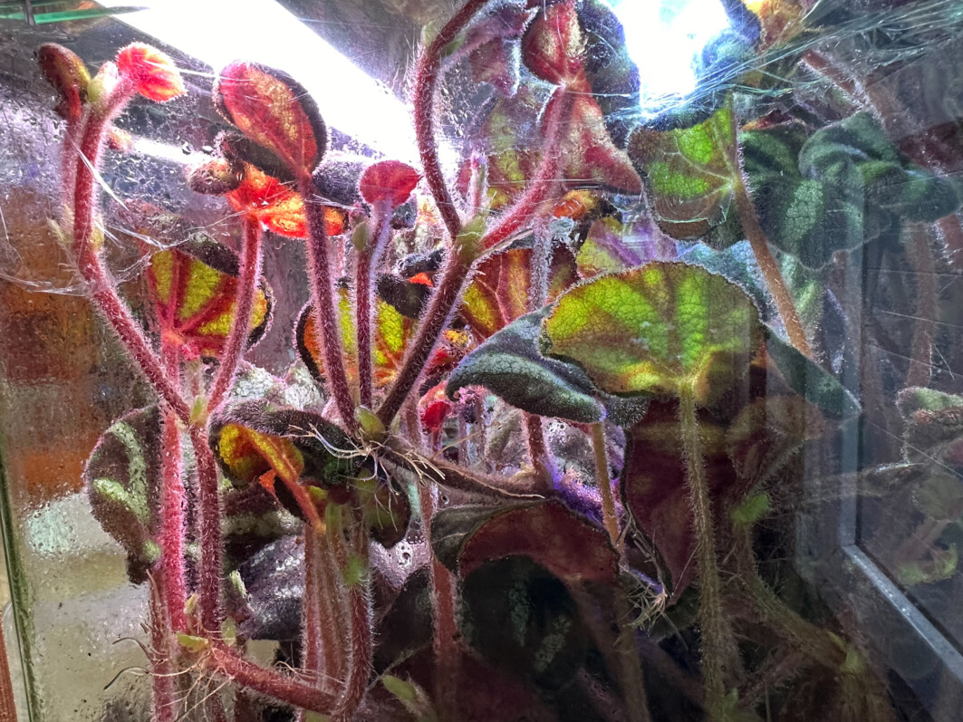 Begonia sp. Ngoc Lac, plante d'intérieur, terrarium, Paris 19e (75)