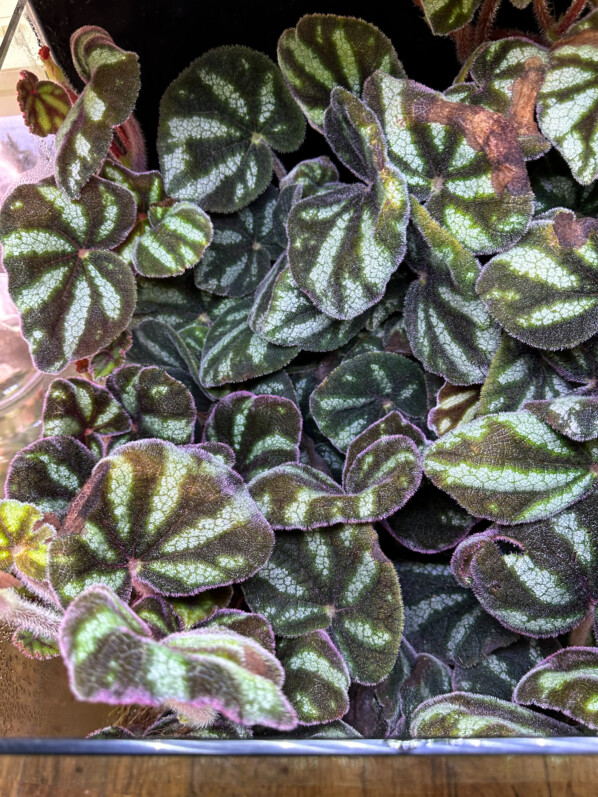 Begonia sp. Ngoc Lac, plante d'intérieur, terrarium, Paris 19e (75)