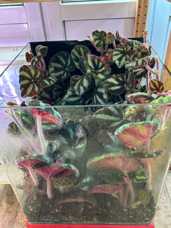 Begonia sp. Ngoc Lac, plante d'intérieur, terrarium, Paris 19e (75)