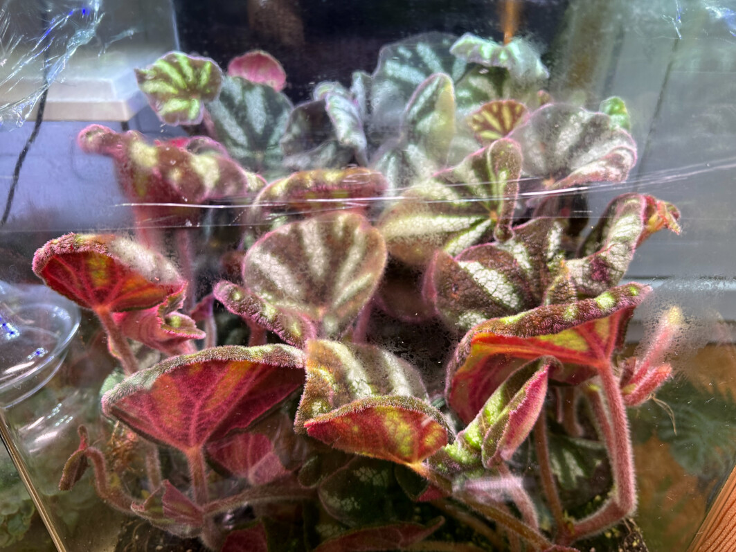 Begonia sp. Ngoc Lac, plante d'intérieur, terrarium, Paris 19e (75)