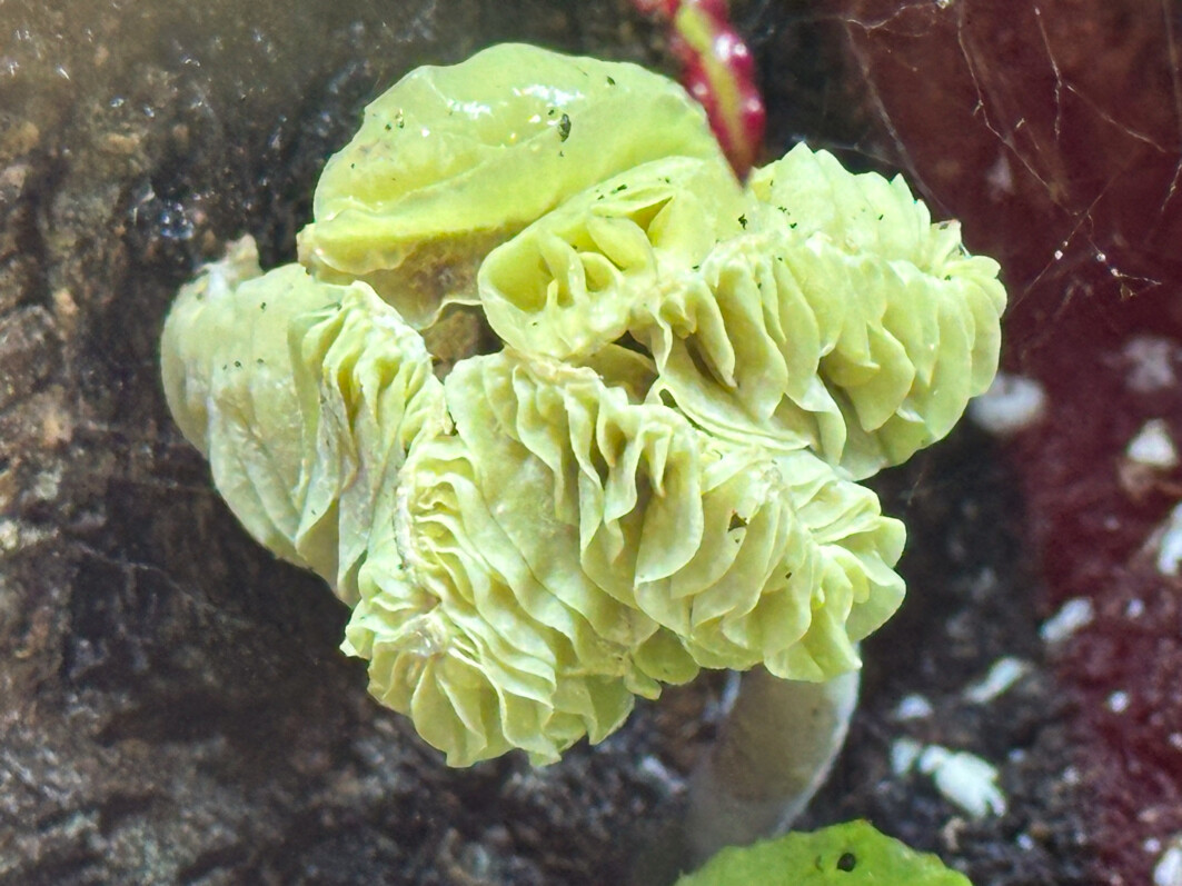 Lire la suite à propos de l’article Curieux champignon apparu dans un de mes grands terrariums