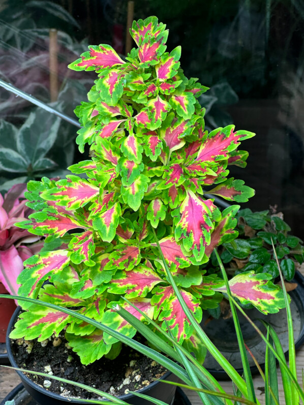 Coleus (Solenostemon), plante d'intérieur, Paris 19e (75)