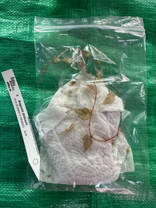 Begonia, jeune plant emballé, plante d'intérieur, Paris 19e (75)