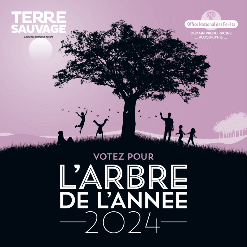 Lire la suite à propos de l’article Concours “L’arbre de l’année” 2024, l’orme lisse de Crouy-sur-Ourcq (77) élu plus bel arbre francilien