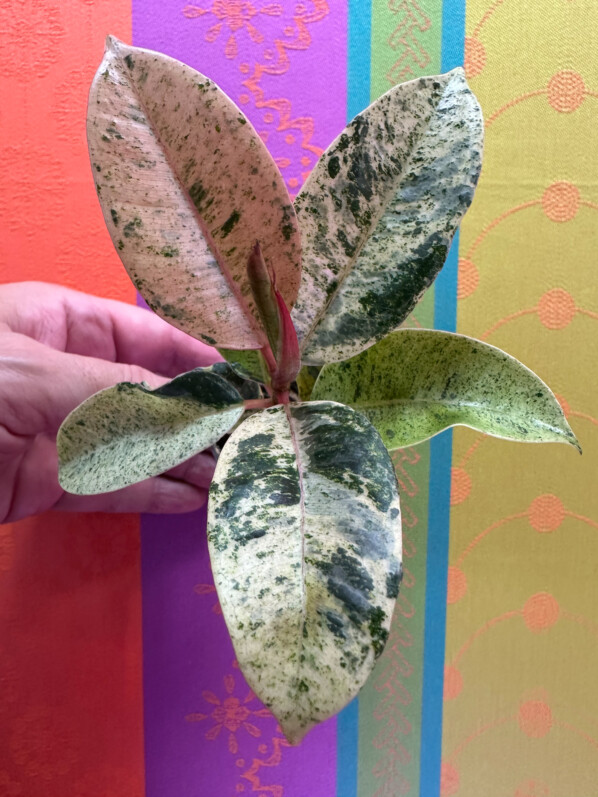 Ficus elastica Shivereana Moonshine, Moracées, plante d'intérieur, Paris 19e (75)