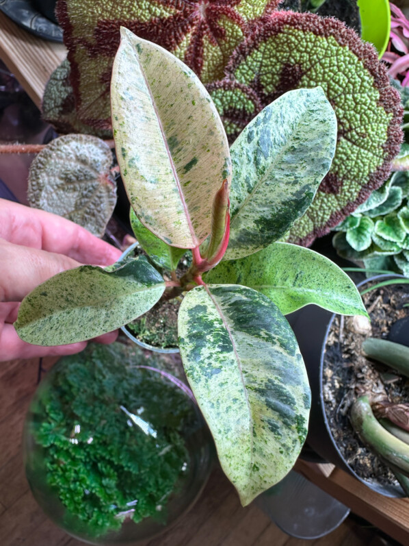 Lire la suite à propos de l’article Ficus elastica Shivereana Moonshine, le caoutchouc très tendance