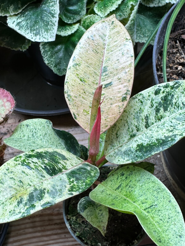 Ficus elastica Shivereana Moonshine, Moracées, plante d'intérieur, Paris 19e (75)
