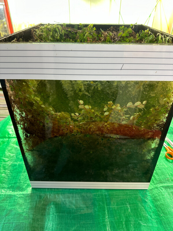 Ficus pumila 'Quercifolia' et Begonia lichenora, plante d'intérieur, terrarium, Paris 19e (75)