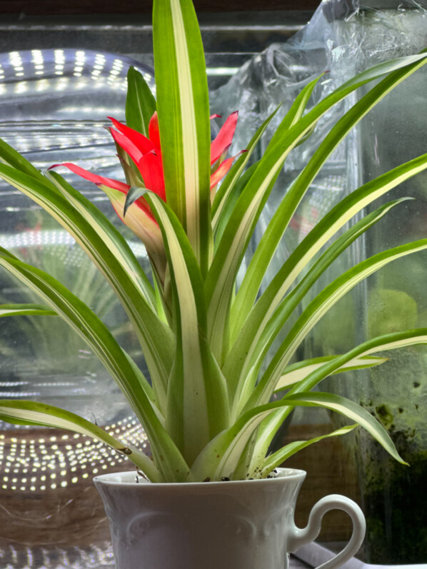 Guzmania, Broméliacées, plante d'intérieur, Paris 19e (75)