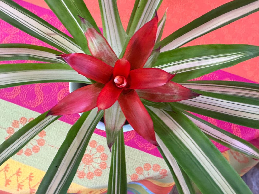 Guzmania, Broméliacées, plante d'intérieur, Paris 19e (75)