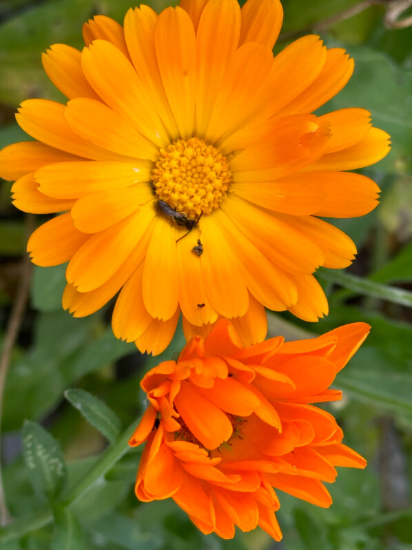 Souci, Calendula, fleur, Toussaint, automne, cimetière du Père-Lachaise, Paris 20e (75)