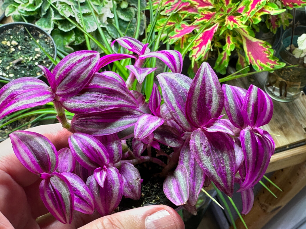 Tradescantia Pink Paradise, misère, plante d'intérieur, Paris 19e (75)