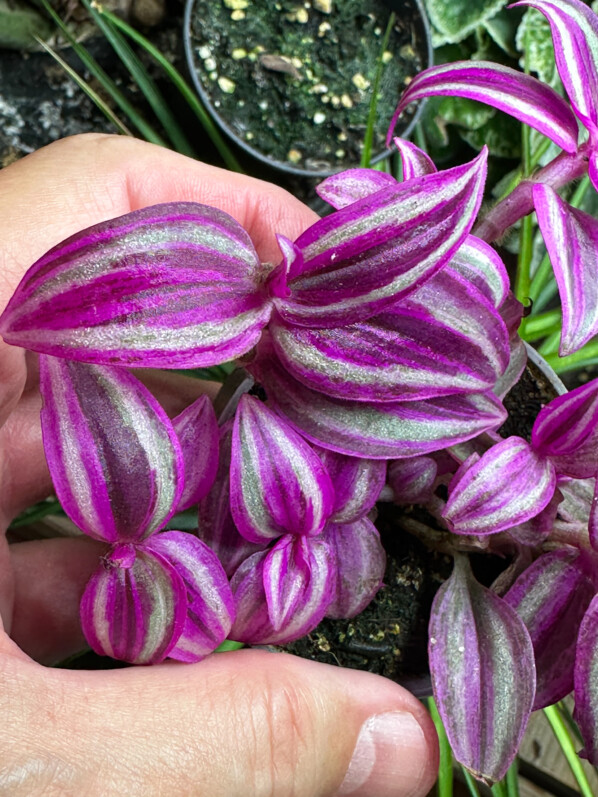 Tradescantia Pink Paradise, misère, plante d'intérieur, Paris 19e (75)