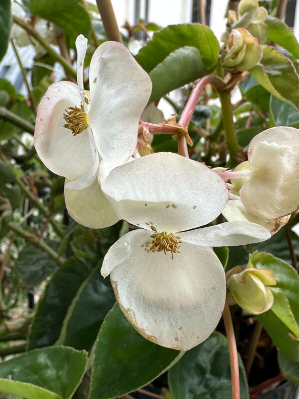 Begonia Dragon Wing blanc en hiver sur mon balcon parisien, Paris 19e (75)