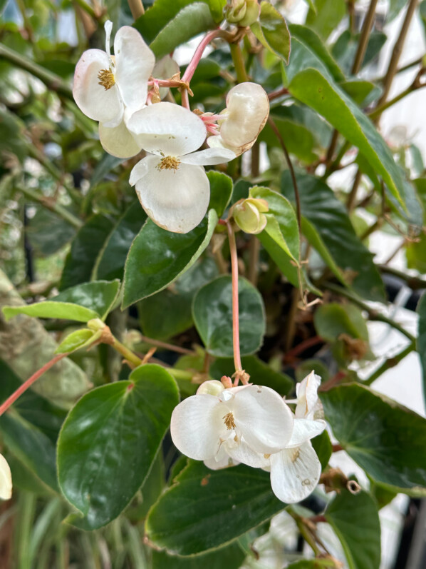 Begonia Dragon Wing blanc en hiver sur mon balcon parisien, Paris 19e (75)
