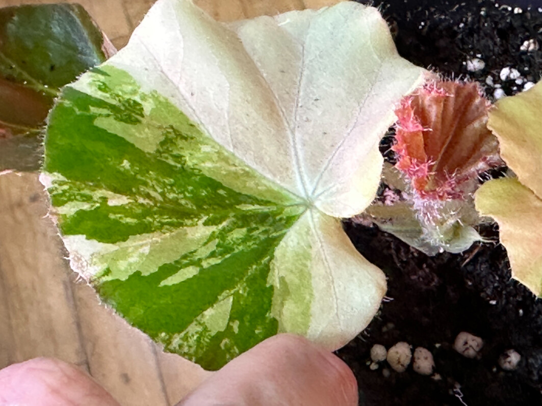 Begonia 'Erythrophylla Variegata' (Begonia Feasteii Variegata), Bégoniacées, plantes d'intérieur, Paris 19e (75)