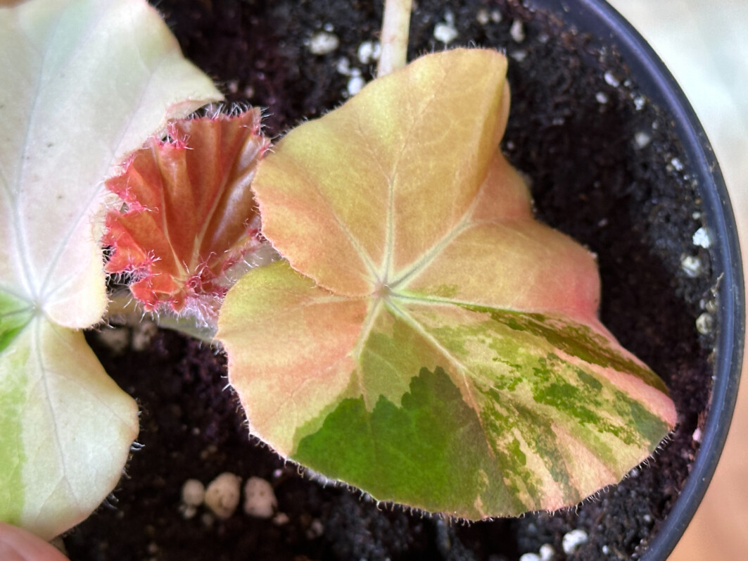 Begonia 'Erythrophylla Variegata' (Begonia Feasteii Variegata), Bégoniacées, plantes d'intérieur, Paris 19e (75)